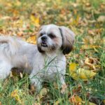 Verlassener Shih Tzu-Hund „lebendig von Flöhen gefressen“