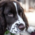 Vermisster Hund überlebt 58 Tage in den walisischen Bergen und trifft seine Besitzer wieder