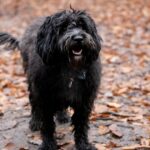 Vernachlässigter Hund mit Halswunde in North Carolina gerettet