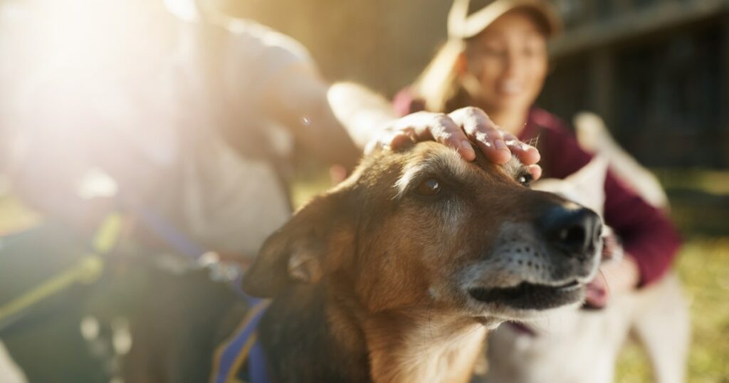 Virginia Tech ist führend bei der Adoption und Forschung von Hunden