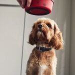 Viva-Rohfutter für Hunde wegen Salmonellen- und Listerienrisikos zurückgerufen