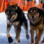 Vorwürfe der Gewalt gegen Frauen verwickeln das weltberühmte Schlittenhunderennen Iditarod