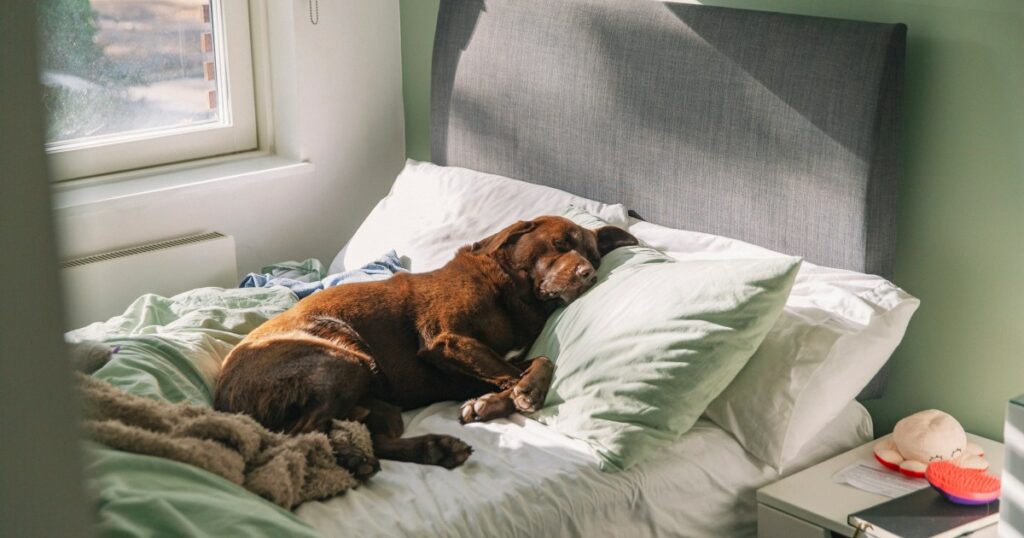 Welpe reagiert perfekt auf das TikTok-Video „Hunde sollten nicht im Bett schlafen“.