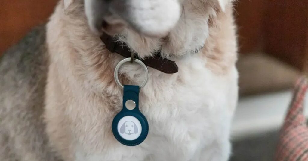 Wichtige Lektion zur Sicherheit von Hundehalsbändern in einem viralen TikTok-Video