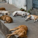Wilde Hunde aus Gaza dringen nach Israel ein