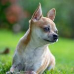 Wisconsin-Babysitter wird beschuldigt, Familienhund getötet zu haben