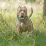 XL-Mobbing-Verbot „wird wahrscheinlich nicht funktionieren“, sagt britischer Hundeexperte
