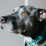 „Love“, ein Hund, der ins Tierheim in Florida zurückgekehrt ist und immer noch auf der Suche nach Liebe ist