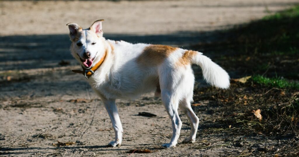 „Riesenbellender Yeti“-Hund nach Beinamputation adoptiert
