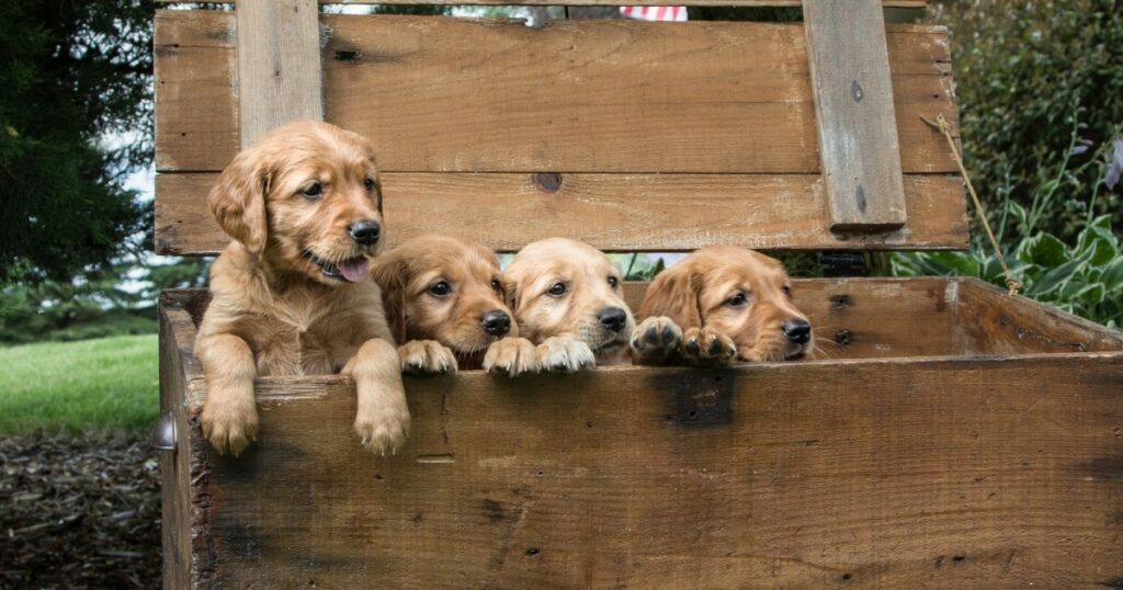 27 Golden Retriever aus Rhode Island Puppy Mill gerettet