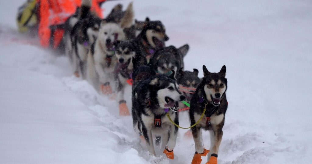 5 Hunde tot, 8 verletzt Training für Iditarod-Schlittenhunderennen