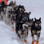 5 Hunde tot, 8 verletzt Training für Iditarod-Schlittenhunderennen