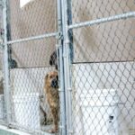 81 Hunde kommen in 2 Tagen im North Carolina Shelter an