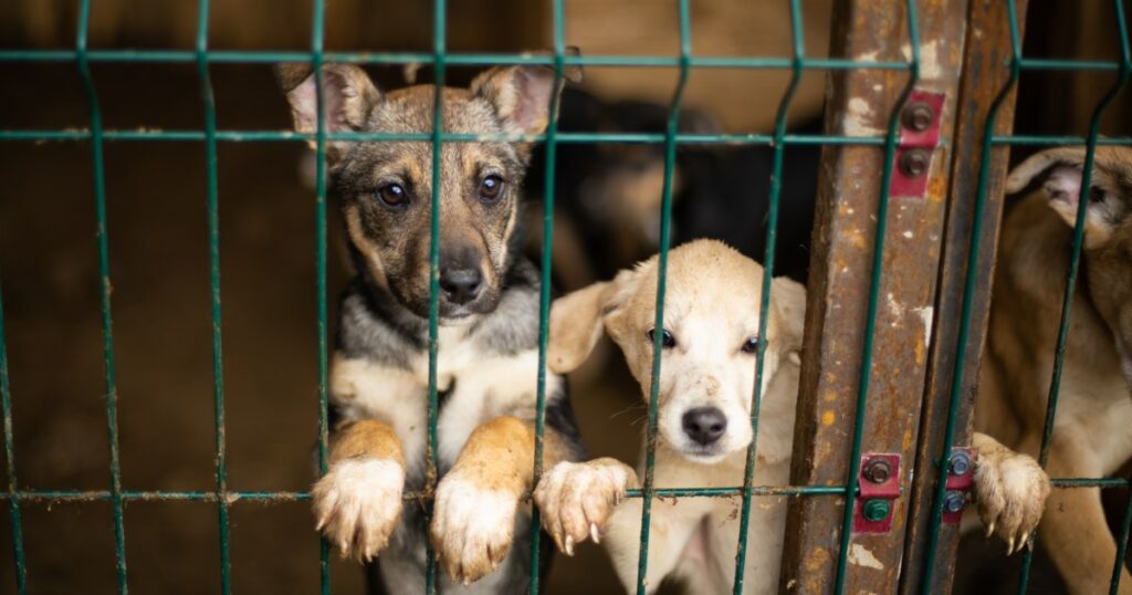 85 Hunde aus Welpenfabrik in North Carolina gerettet und bereit zur Adoption