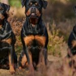 Abgeordnete töten zwei „aggressive“ Hunde in Washington, Filmmaterial löst Empörung aus