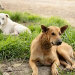 Anwohner sind besorgt über die Zahl streunender Hunde in Georgia