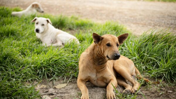 Anwohner sind besorgt über die Zahl streunender Hunde in Georgia