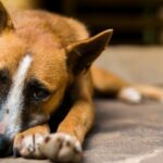 Behörden von Nebraska nehmen Verdächtige fest, denen vorgeworfen wird, Hunde ausgehungert zu haben