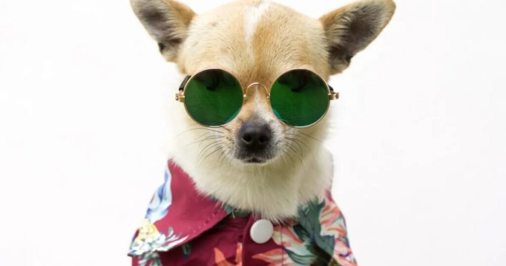 Der Influencer-Hund Bao der Chihuahua besitzt eine 2.500-Dollar-Garderobe und reist um die Welt