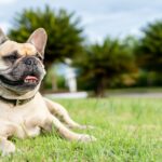 Französische Bulldogge „Recardito“ nach Diebstahl eines Autos wieder mit Besitzer vereint