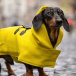 Gucci-Regenmantel für Hunde im Wert von 900 US-Dollar, präsentiert von Star David Portnoy