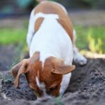 Hund gräbt nicht explodierte Militärwaffe in Florida aus