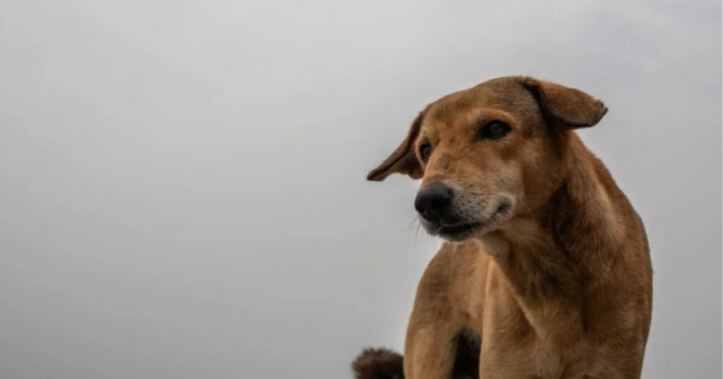 Hund in Indien mit abgetrennter menschlicher Hand gesichtet