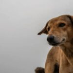 Hund in Indien mit abgetrennter menschlicher Hand gesichtet