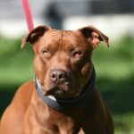 Hundeangriff lässt Kind in Connecticut durch mehrere Bisse sterben