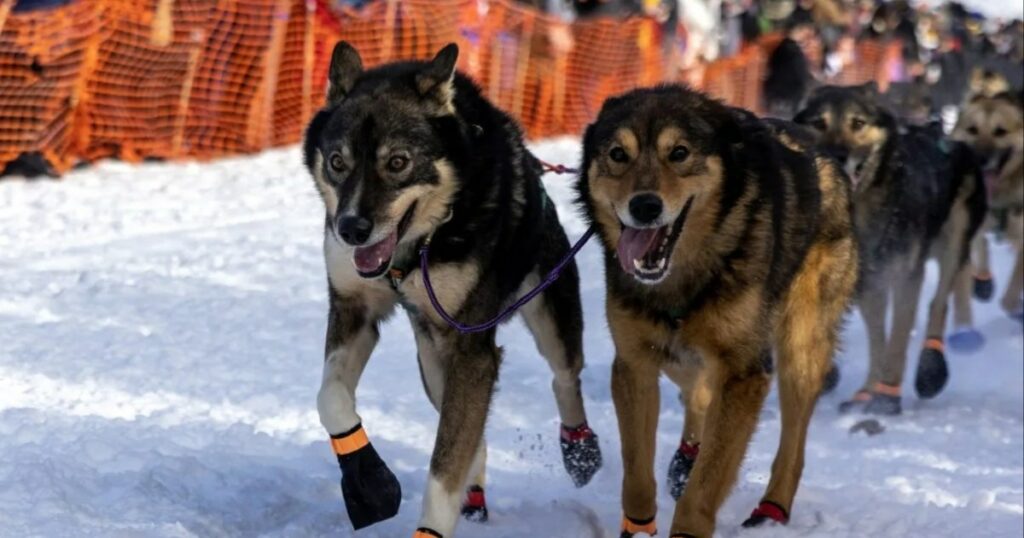 Iditarod-Hundeschlittenrennen-Musher zum Schießen gezwungen, Darm-Elch