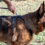 Kundgebung von Hunden und Tierliebhabern, um gegen den Gerichtsfall in Virginia zu protestieren