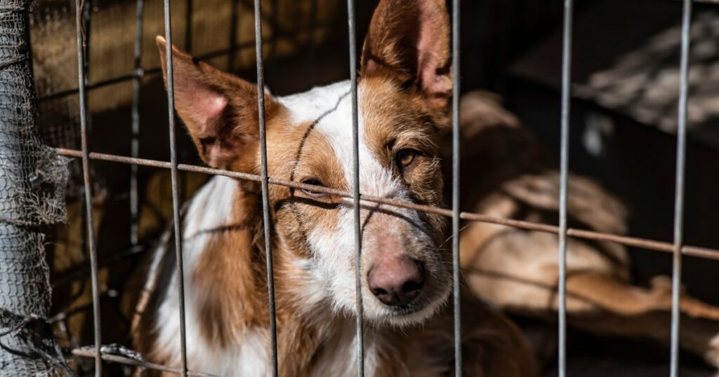 Mehr als 150 Hunde aus zwei mutmaßlichen Welpenfabriken in Oklahoma gerettet