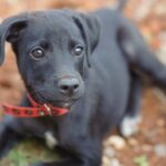 Neuer Vorschlag zum Hundegesetz löst Gegenreaktion in Rockford aus