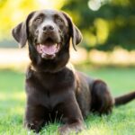 Schützen Labradore ihre Besitzer und sind sie gute Wachhunde?
