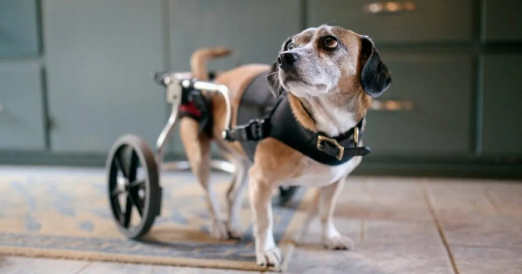 Soldaten und Paws of War hoffen, gelähmten Hund aus dem Nahen Osten zu retten