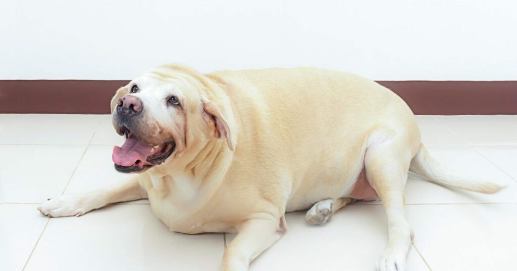 Studie zeigt, dass eine Genmutation Labradore anfällig für Fettleibigkeit macht