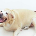 Studie zeigt, dass eine Genmutation Labradore anfällig für Fettleibigkeit macht