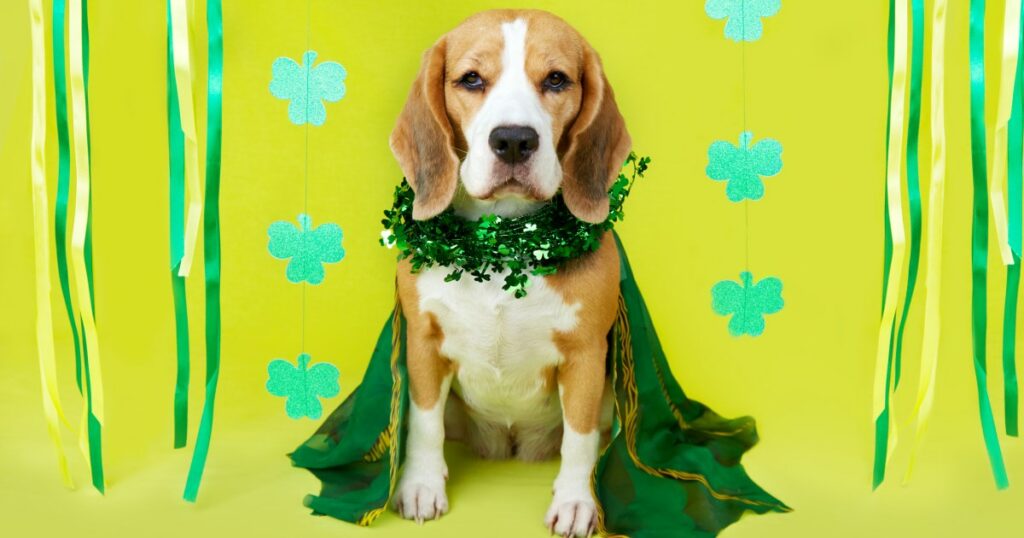 Welpenparty zum St. Patrick's Day, veranstaltet von Oklahoma Dog Rescue
