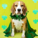 Welpenparty zum St. Patrick's Day, veranstaltet von Oklahoma Dog Rescue