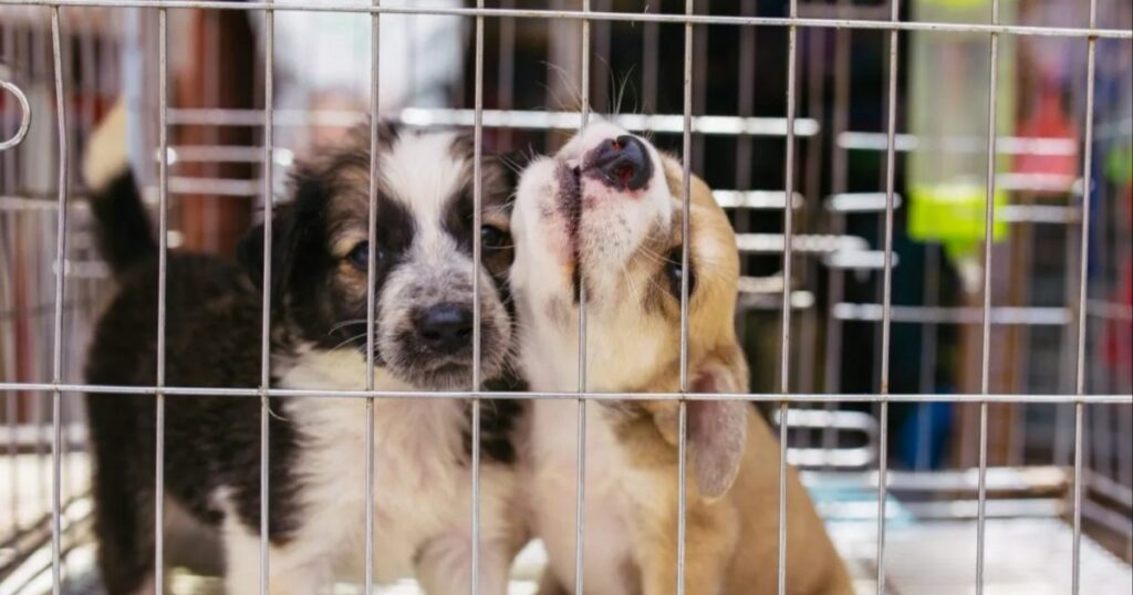 „Puppy Mill Bill“ wird von der Humane Society wegen Schadensrisiken kritisiert