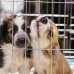 „Puppy Mill Bill“ wird von der Humane Society wegen Schadensrisiken kritisiert