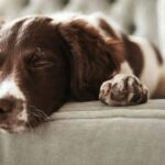 2 Hunde tot, Polizei untersucht Vergiftungsverdacht in Großbritannien