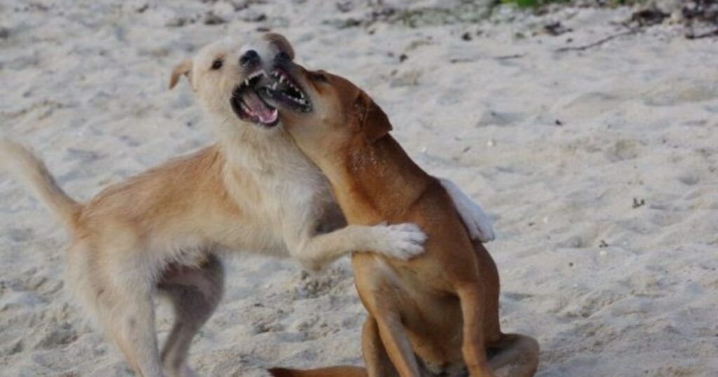 78 Hunde sicher aus Kampfring in Alabama gerettet