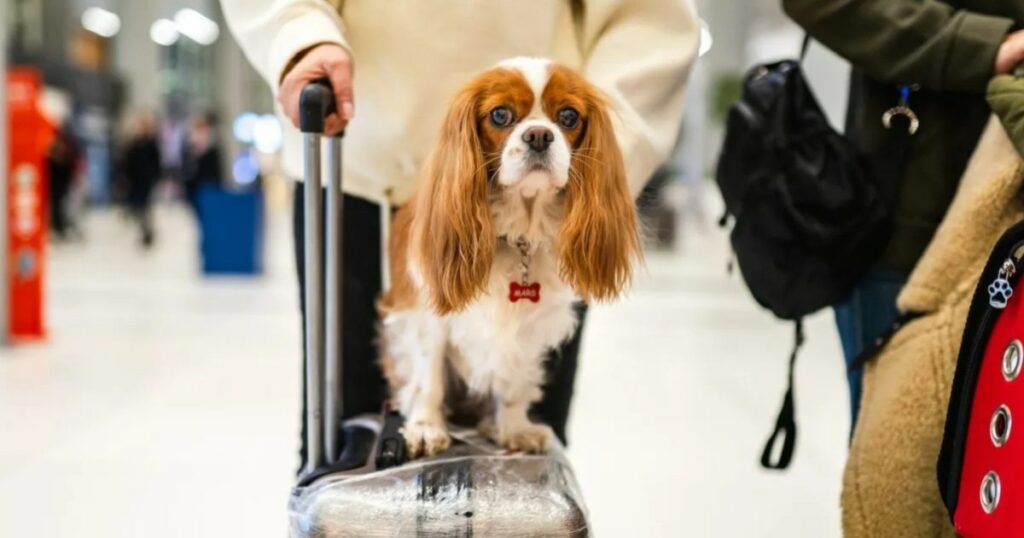 American Airlines lockert Haustierbestimmungen und erlaubt Handgepäck