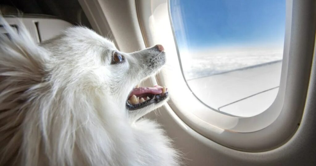 BARK bringt BARK Air auf den Markt, das für Hunde zum Fliegen in der ersten Klasse entwickelt wurde