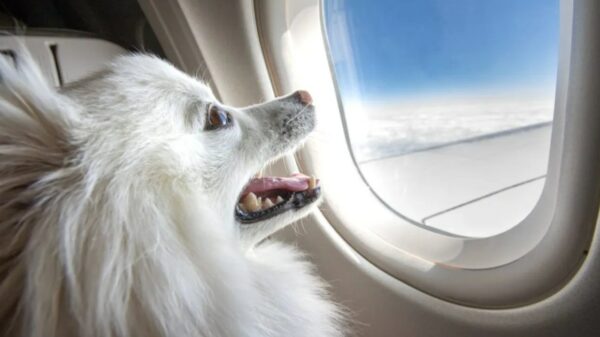 BARK bringt BARK Air auf den Markt, das für Hunde zum Fliegen in der ersten Klasse entwickelt wurde