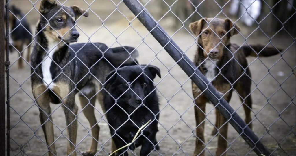 Besitzer eines Hunderettungshundes aus Ohio wegen Tierquälerei verurteilt