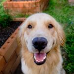 Blindenhund geht in den Ruhestand, nachdem er mehr als 300 Welpen gezeugt hat