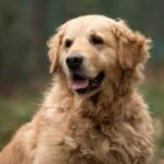 Boston-Marathon-Hund „Spencer“ mit Statue geehrt