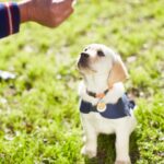 Colorado Training Facility hilft Rettungskräften, Diensthunde zu werden